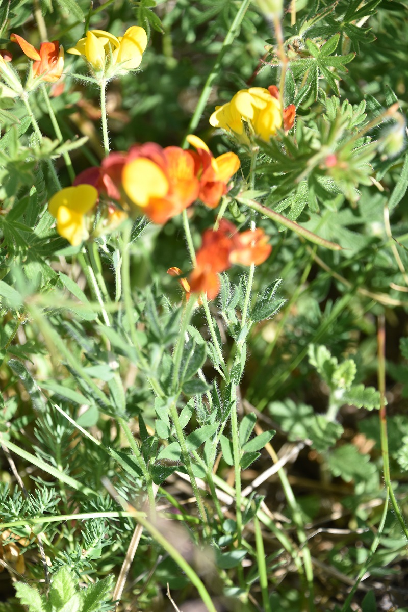 Spitzerberg - 22052022 - (129) - weg Hochfläche - cf Lotus corniculatus .JPG