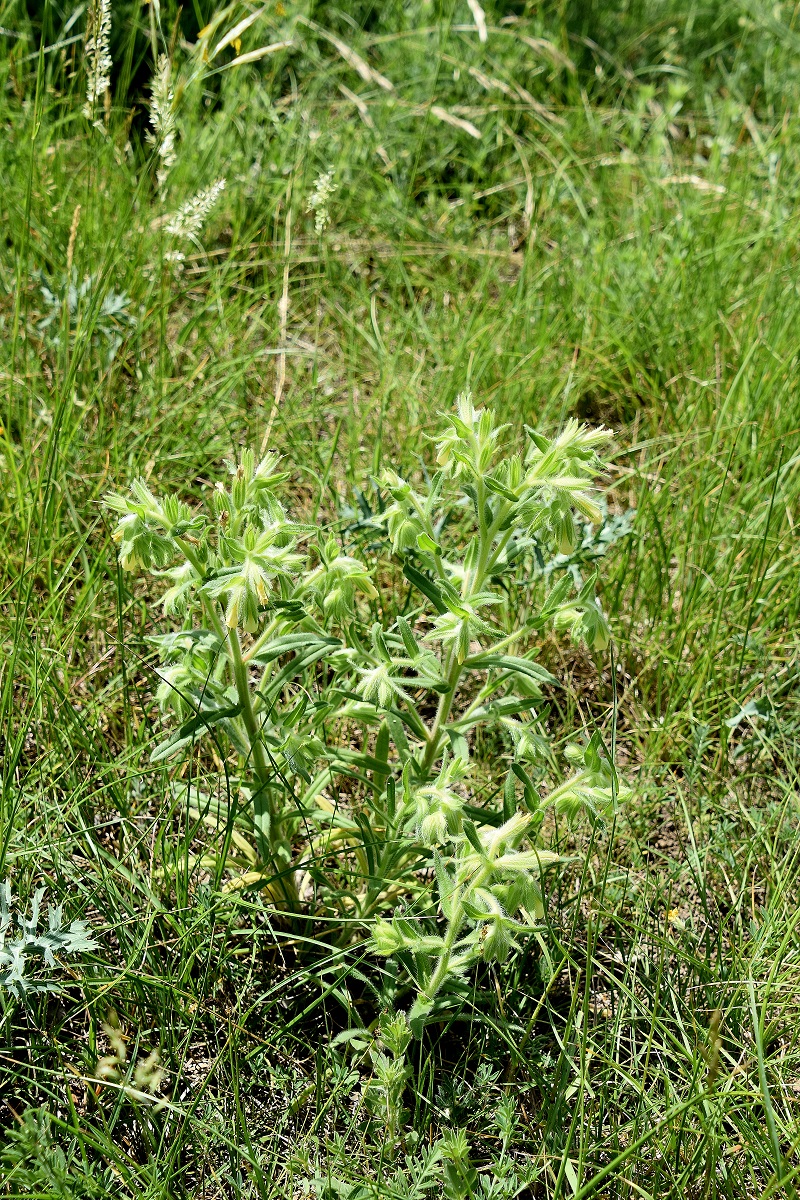 Spitzerberg - 22052022 - (22) - Wiesen Ost - Onosma arenaria.JPG