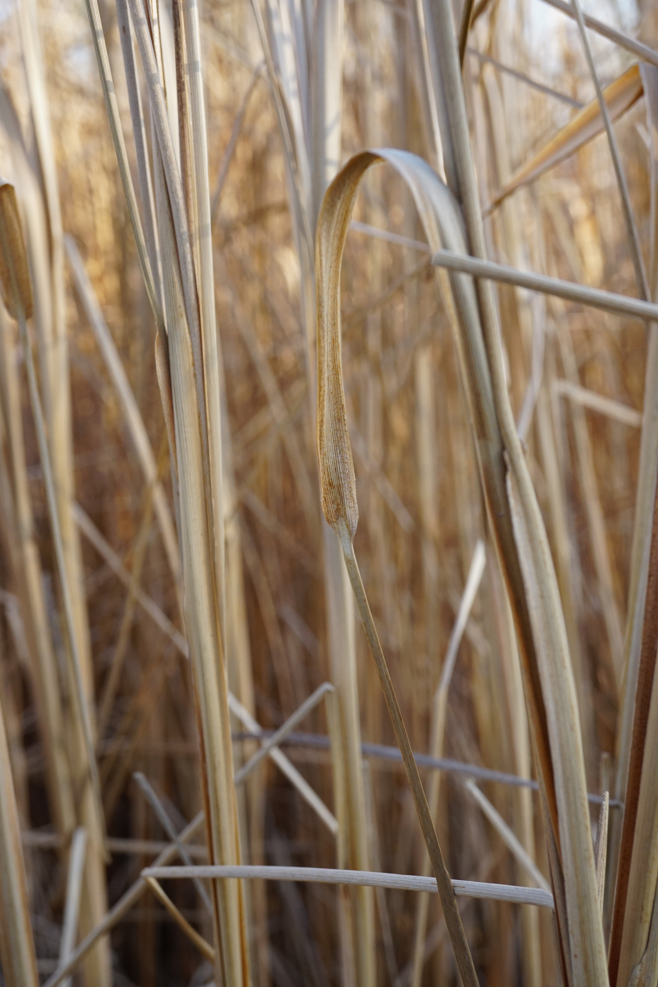 Typha laxmannii_Blatt_Lanzendorf_20200410.JPG