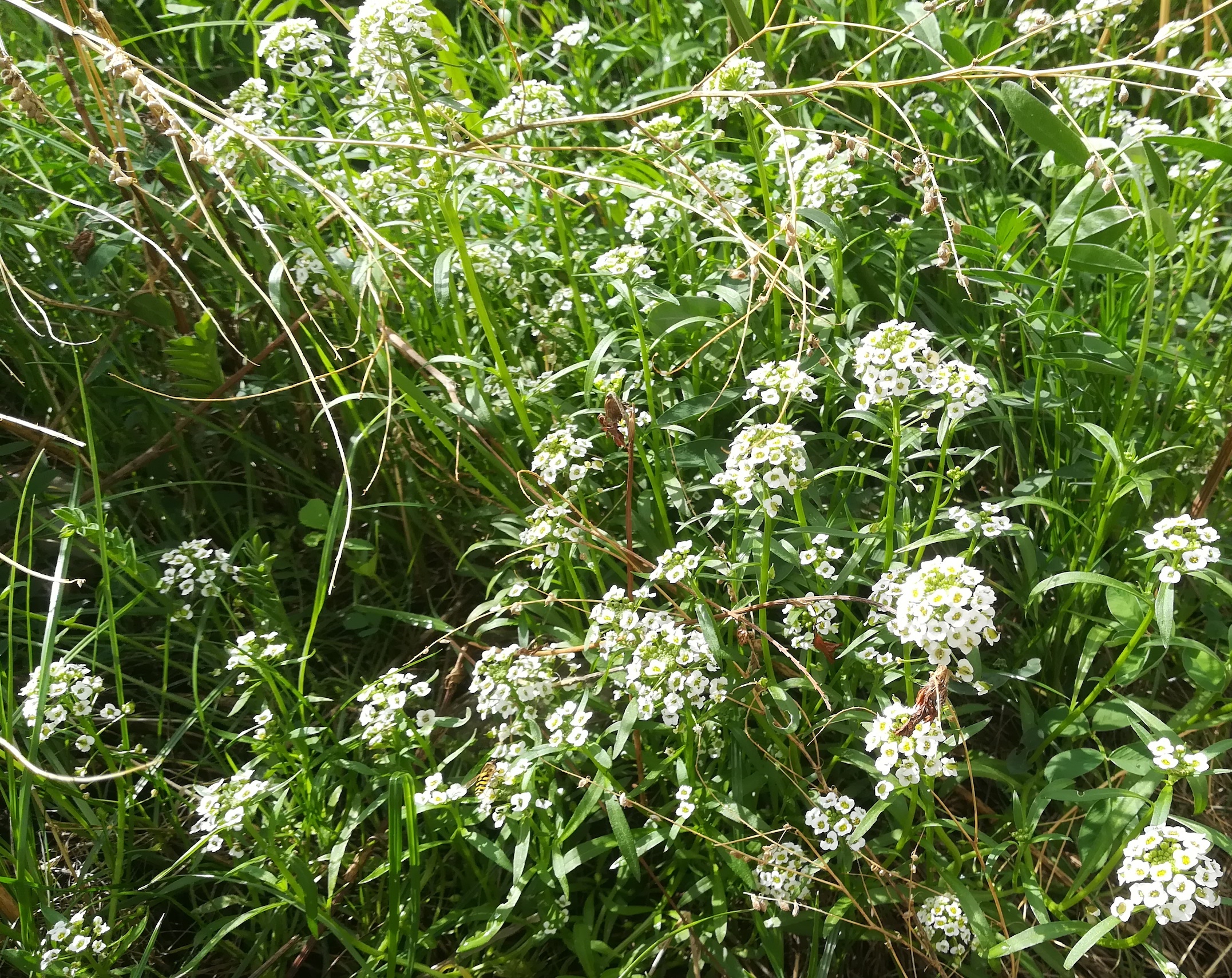 lobularia maritima helmut-zilk-park_20220930_140741.jpg