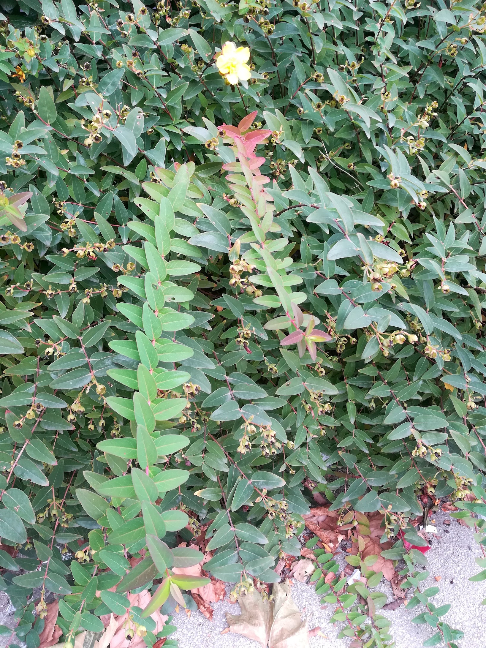 hypericum cf. × hidcote arsenalstraße bei schweizergarten_20220925_130154.jpg