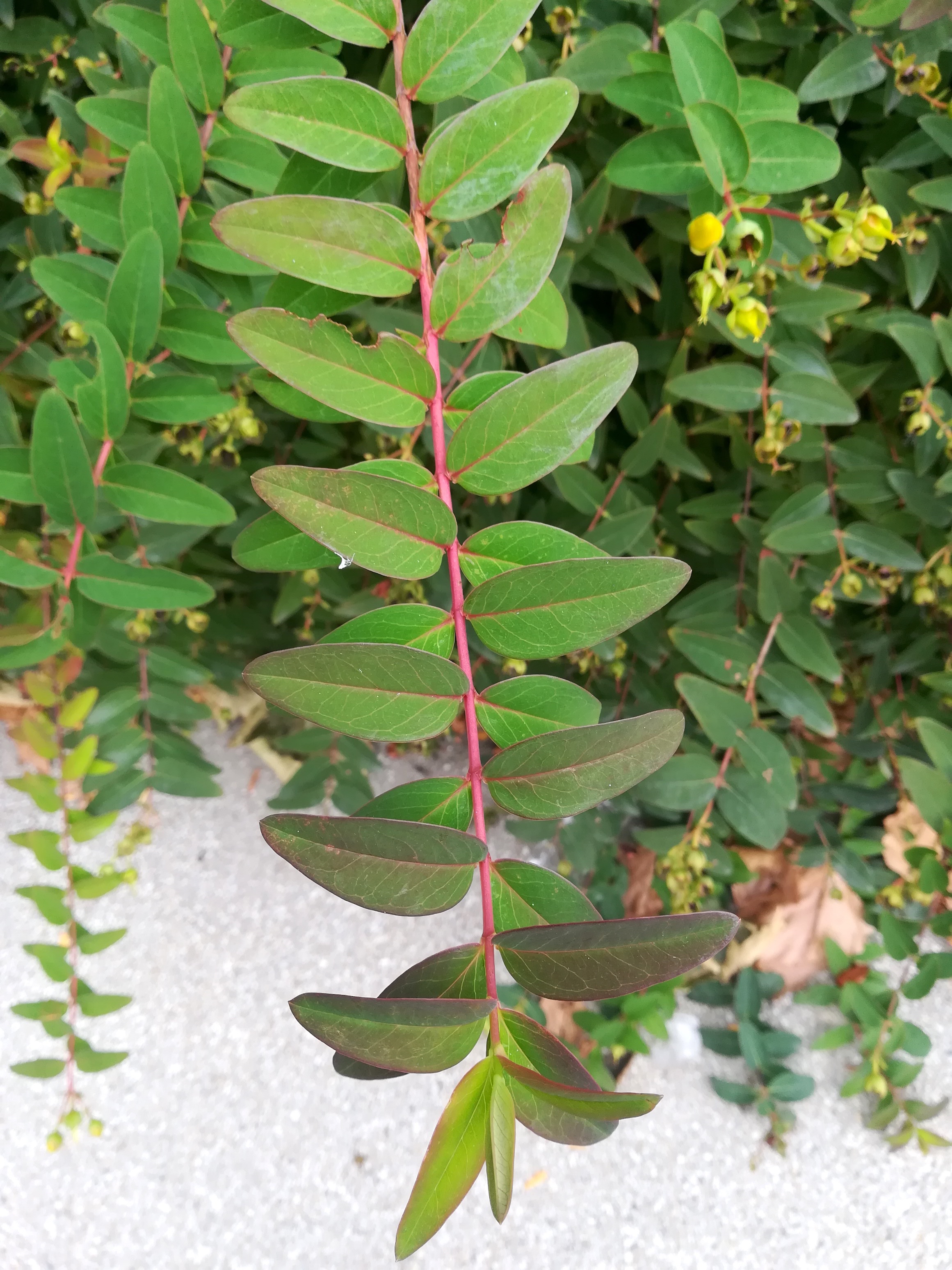 hypericum cf. × hidcote arsenalstraße bei schweizergarten_20220925_130200.jpg