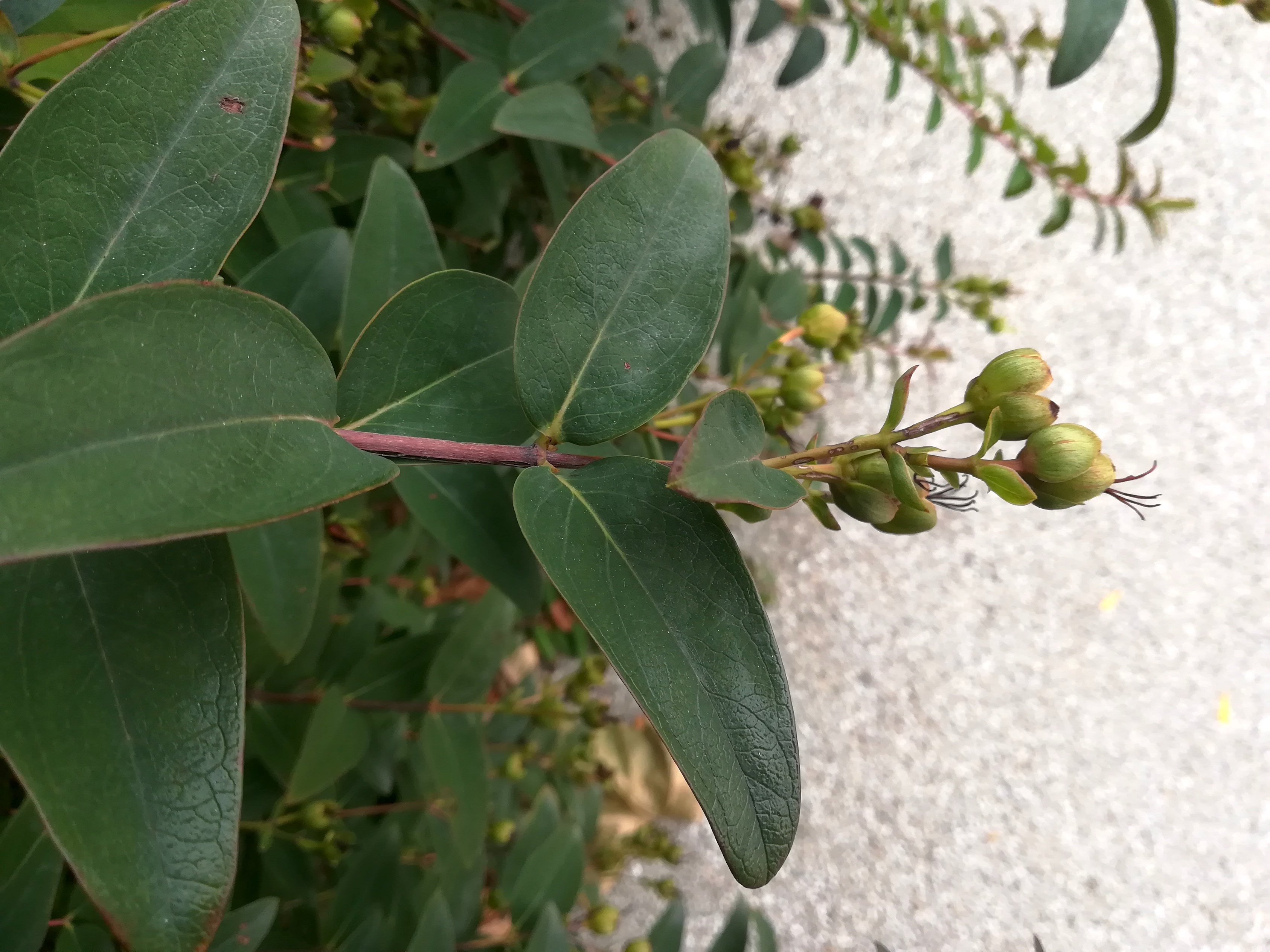 hypericum cf. × hidcote arsenalstraße bei schweizergarten_20220925_130214.jpg