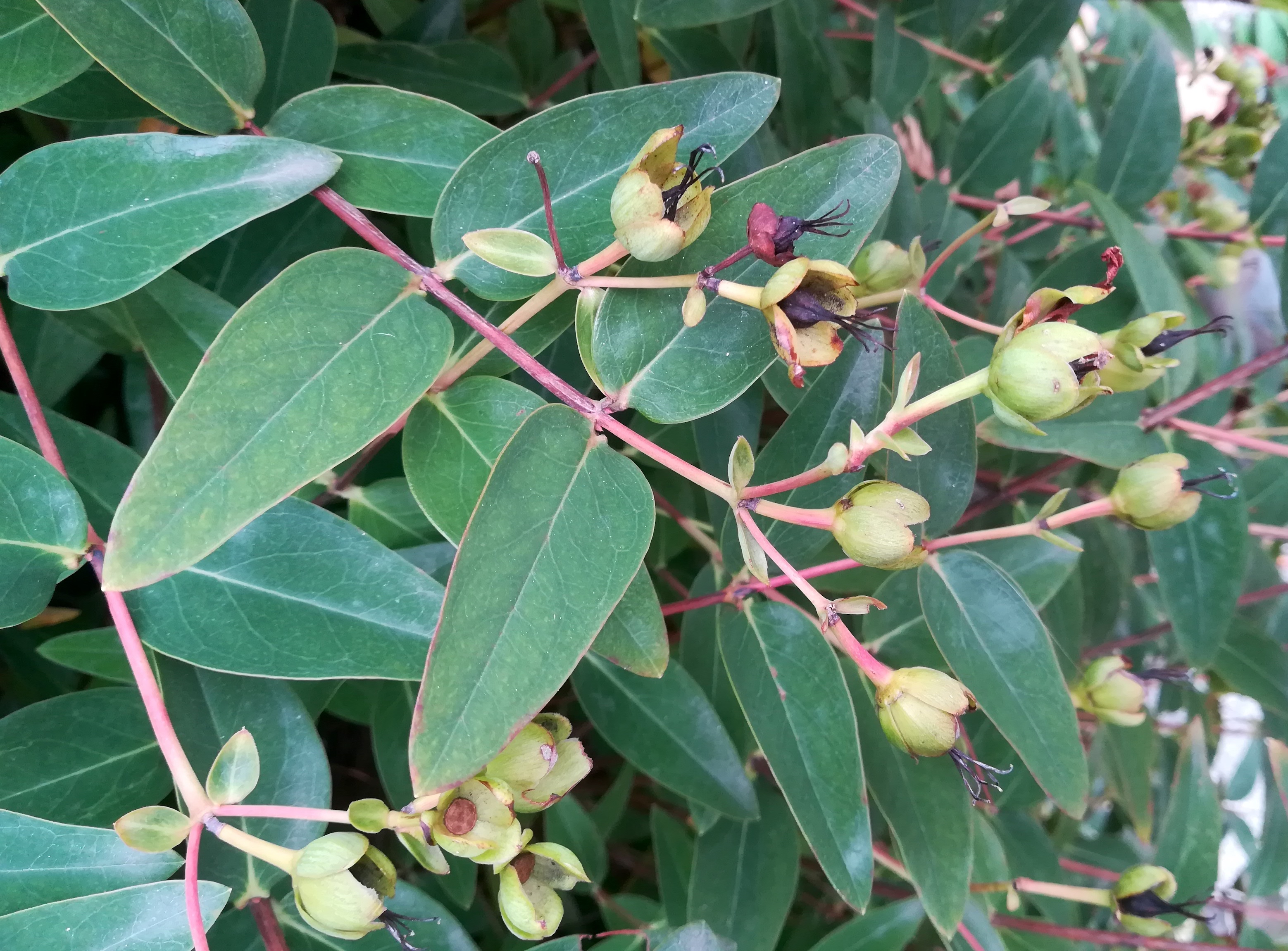 hypericum cf. × hidcote arsenalstraße bei schweizergarten_20220925_130221.jpg