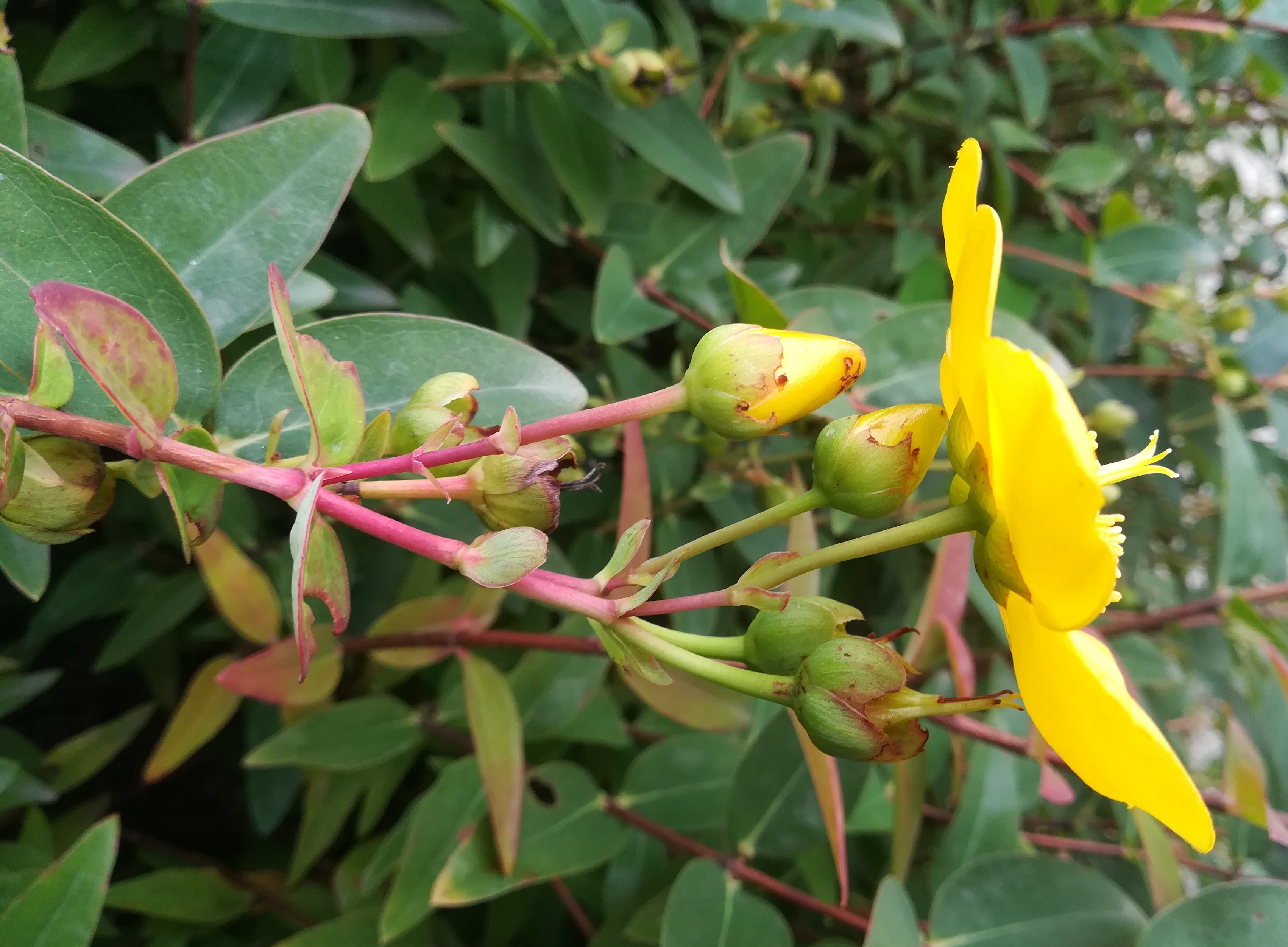 hypericum cf. × hidcote arsenalstraße bei schweizergarten_20220925_130229.jpg