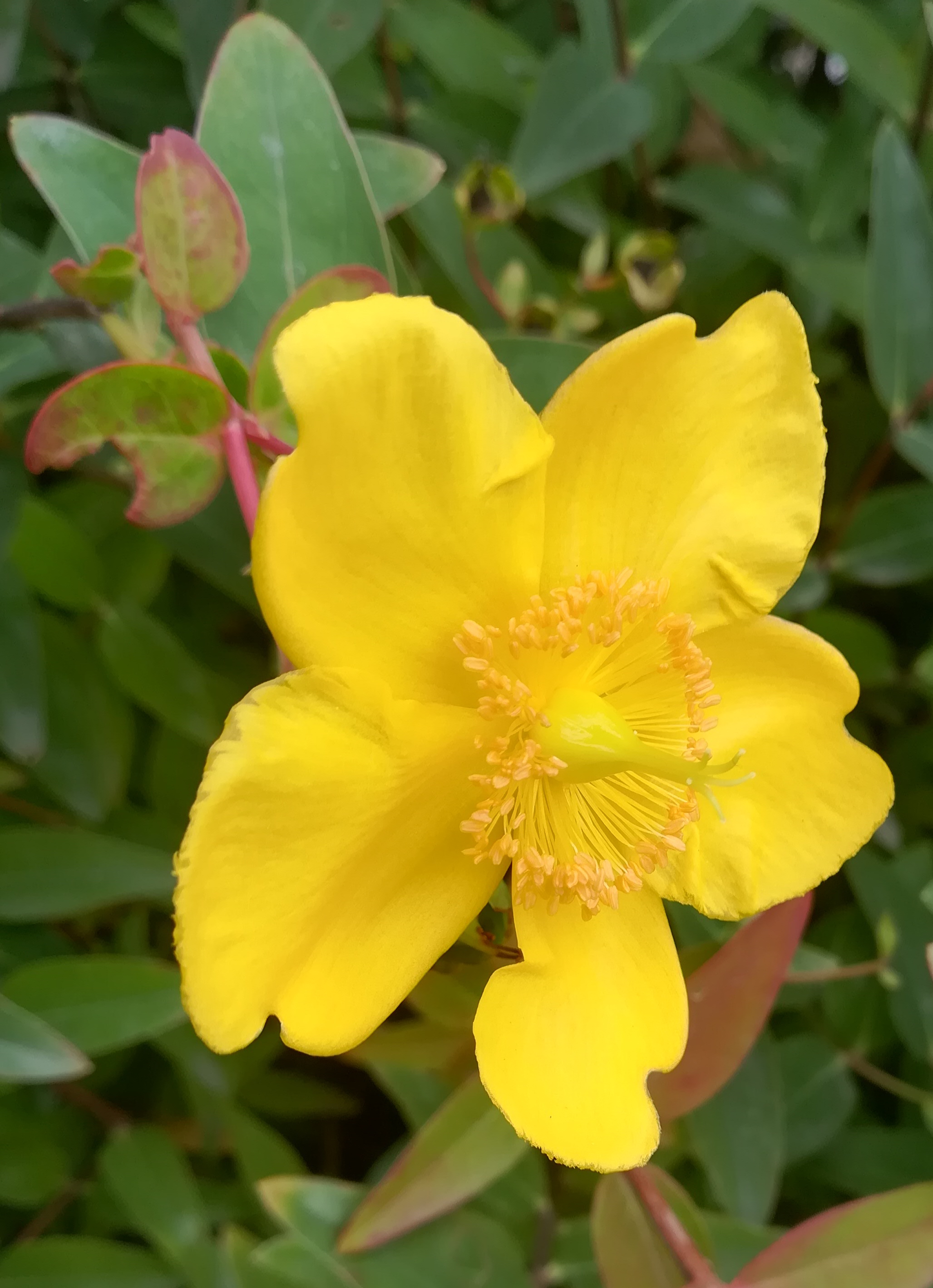 hypericum cf. × hidcote arsenalstraße bei schweizergarten_20220925_130236.jpg