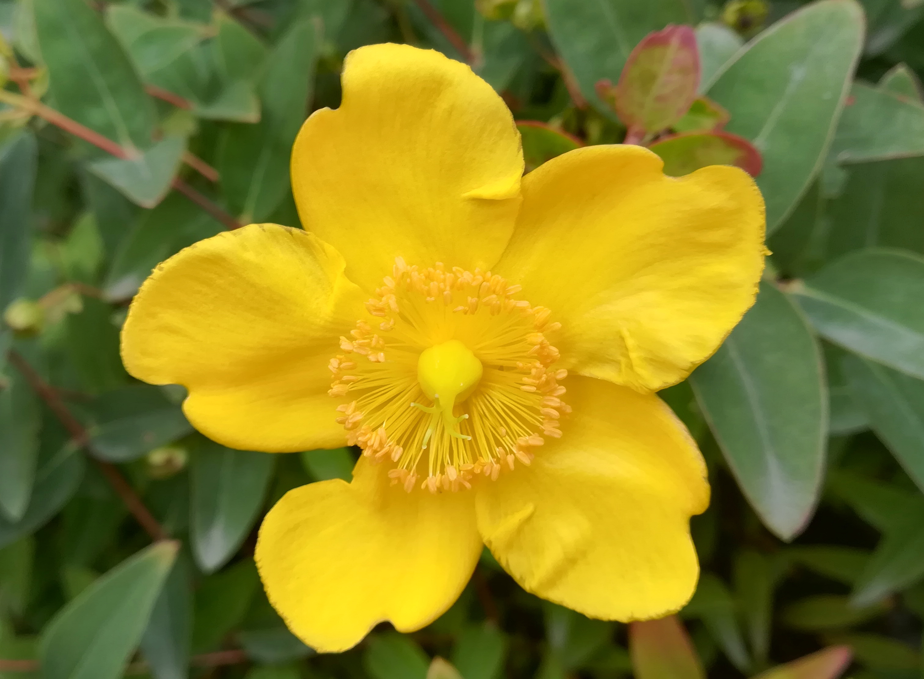 hypericum cf. × hidcote arsenalstraße bei schweizergarten_20220925_130247.jpg