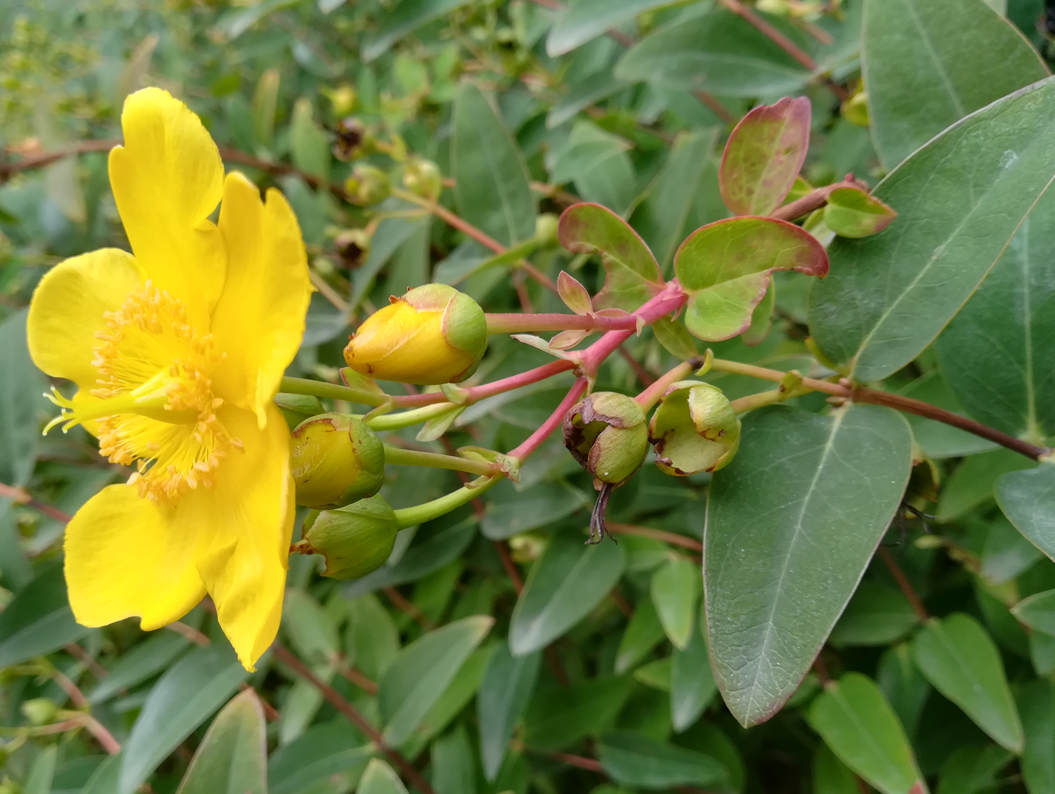 hypericum cf. × hidcote arsenalstraße bei schweizergarten_20220925_130256.jpg