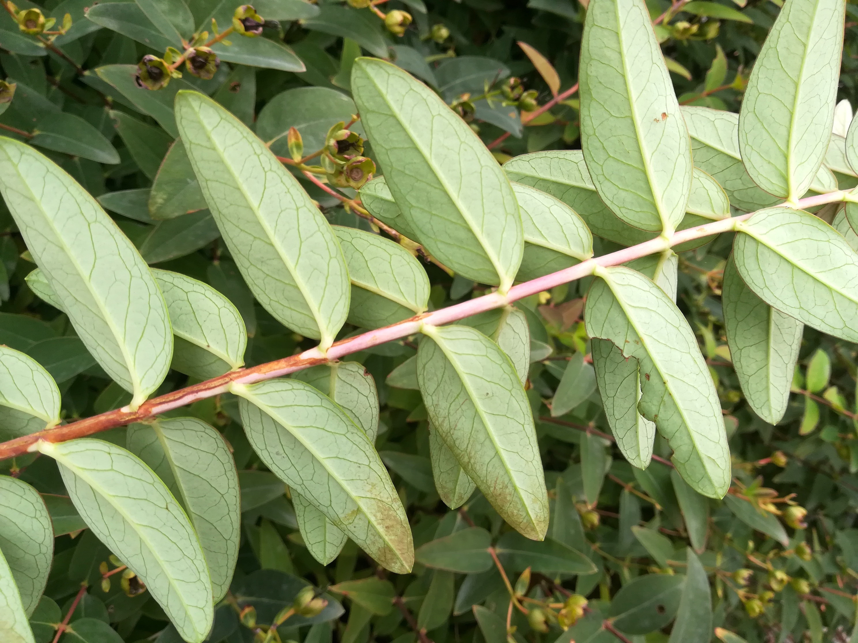 hypericum cf. × hidcote arsenalstraße bei schweizergarten_20220925_130304.jpg