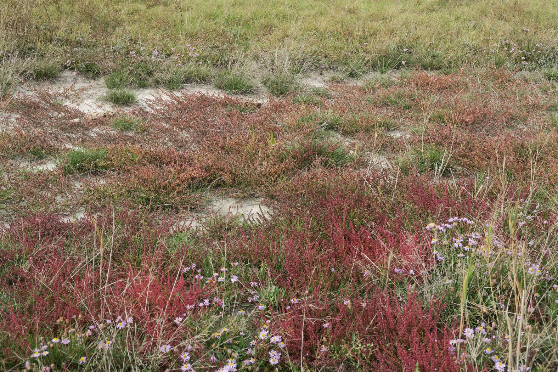 Suaeda prostrata) Kleine) Salzmelde, Illmitz Salzwiesen n. Zicklacke 05.10.2022 C5X2 (11).JPG