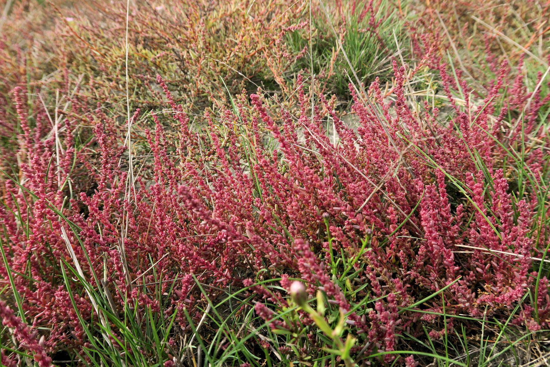 Suaeda prostrata) Kleine) Salzmelde, Illmitz Salzwiesen n. Zicklacke 05.10.2022 C5X2 (10).JPG