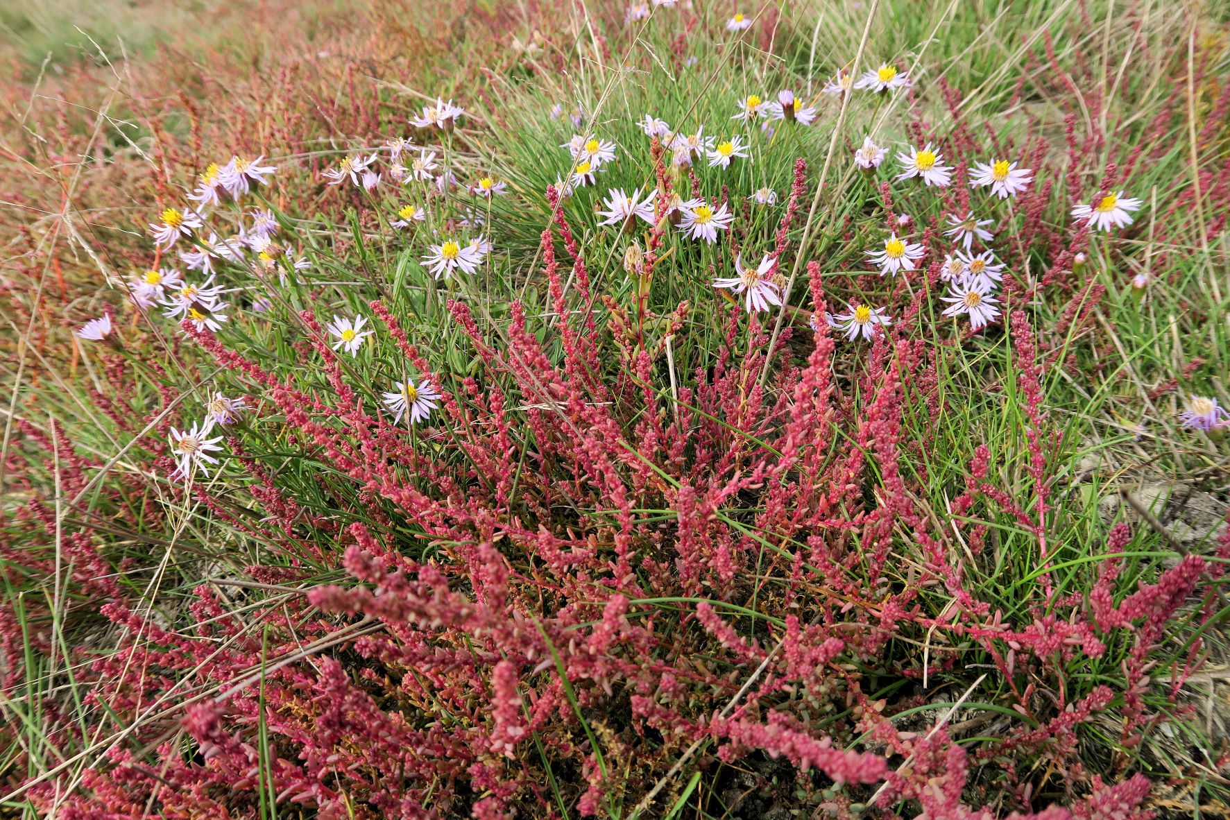 Suaeda prostrata) und Tripolium pann., Illmitz Salzwiesen n. Zicklacke 05.10.2022 C5X2 (14).JPG