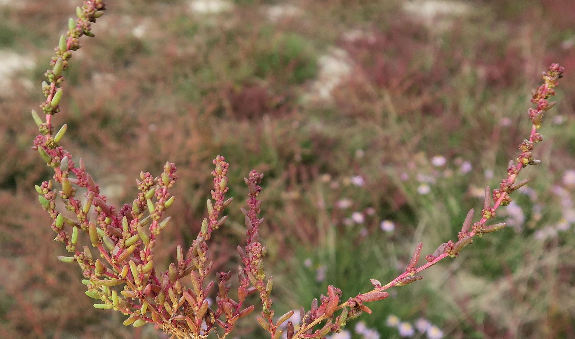 Suaeda prostrata) Kleine) Salzmelde, Illmitz Salzwiesen n. Zicklacke 05.10.2022 C5X2 (7).JPG