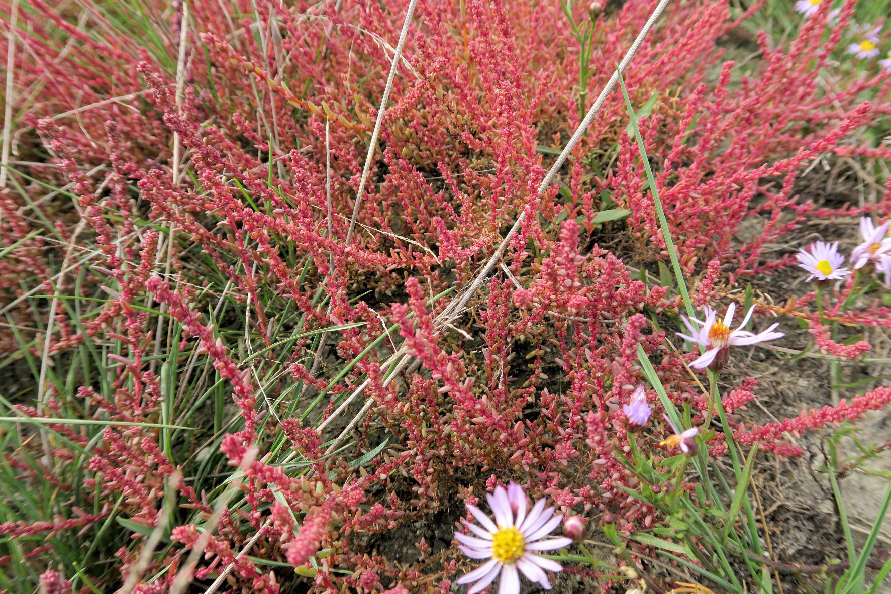 Suaeda prostrata) Kleine) Salzmelde, Illmitz Salzwiesen n. Zicklacke 05.10.2022 C5X2 (9).JPG