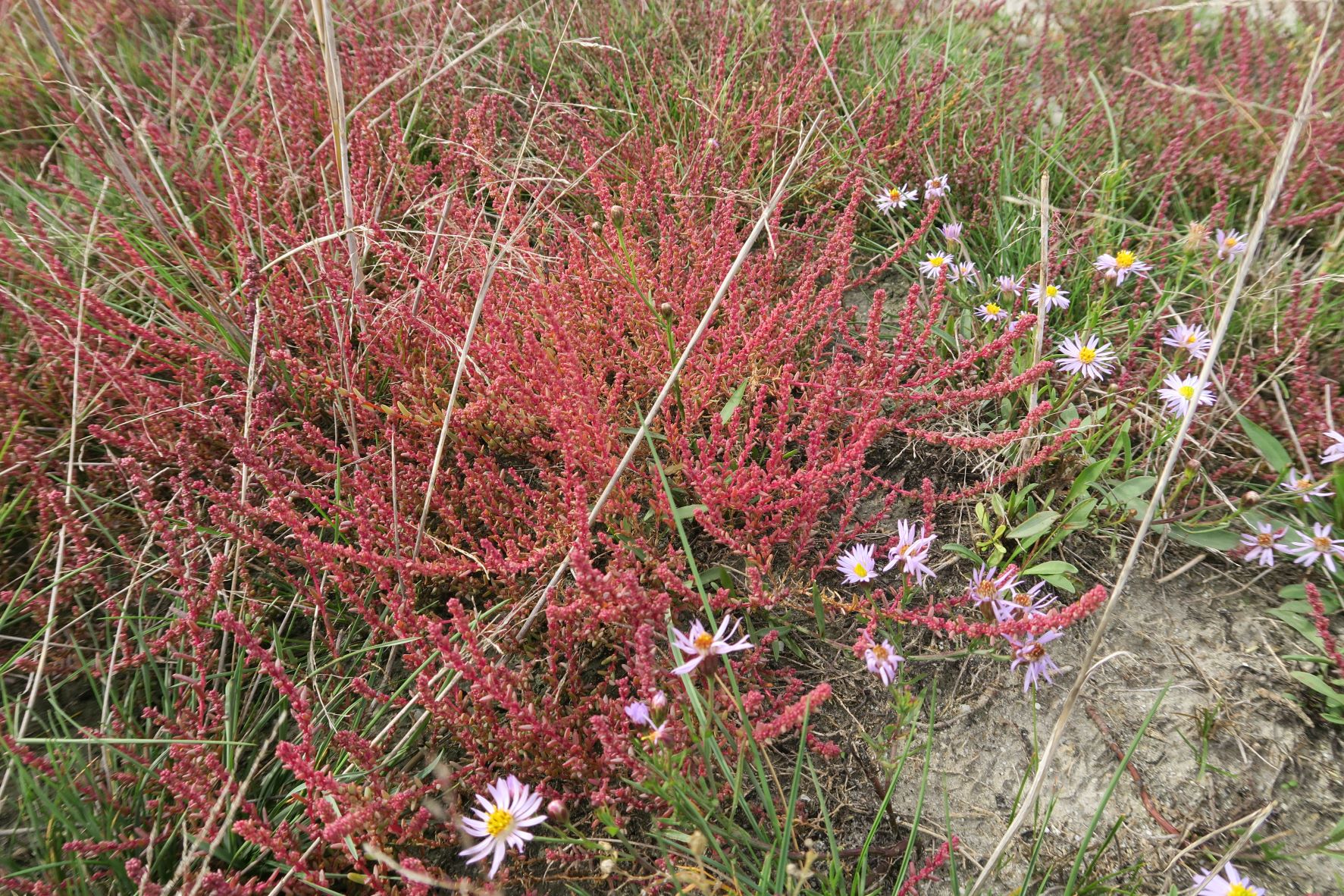 Suaeda prostrata) Kleine) Salzmelde, Illmitz Salzwiesen n. Zicklacke 05.10.2022 C5X2 (8).JPG