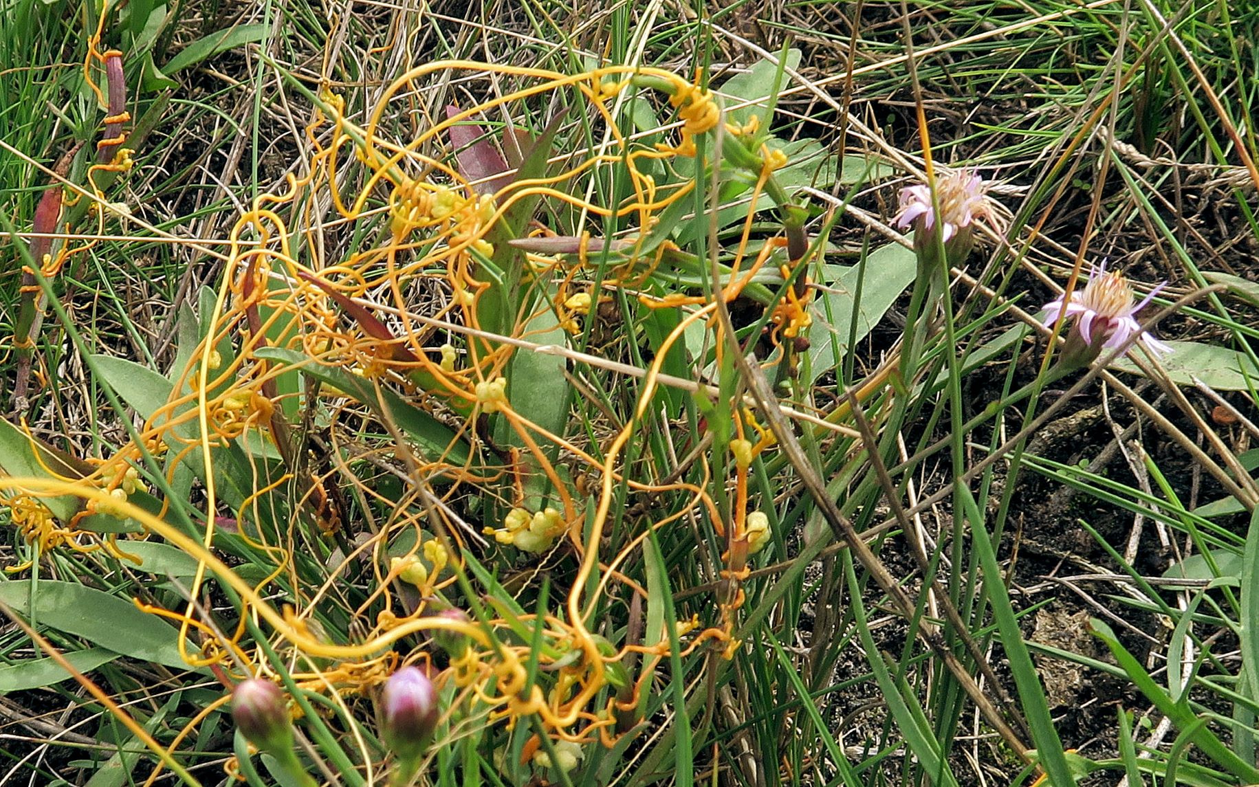 10.05 Illmitz Salzwiesen Cuscuta campestris) Nordamerika)-Teufelszwirn (=-Seide) an Tripolium, Illmitz Salzwiesen n. Zicklacke 05.10.2022 .JPG