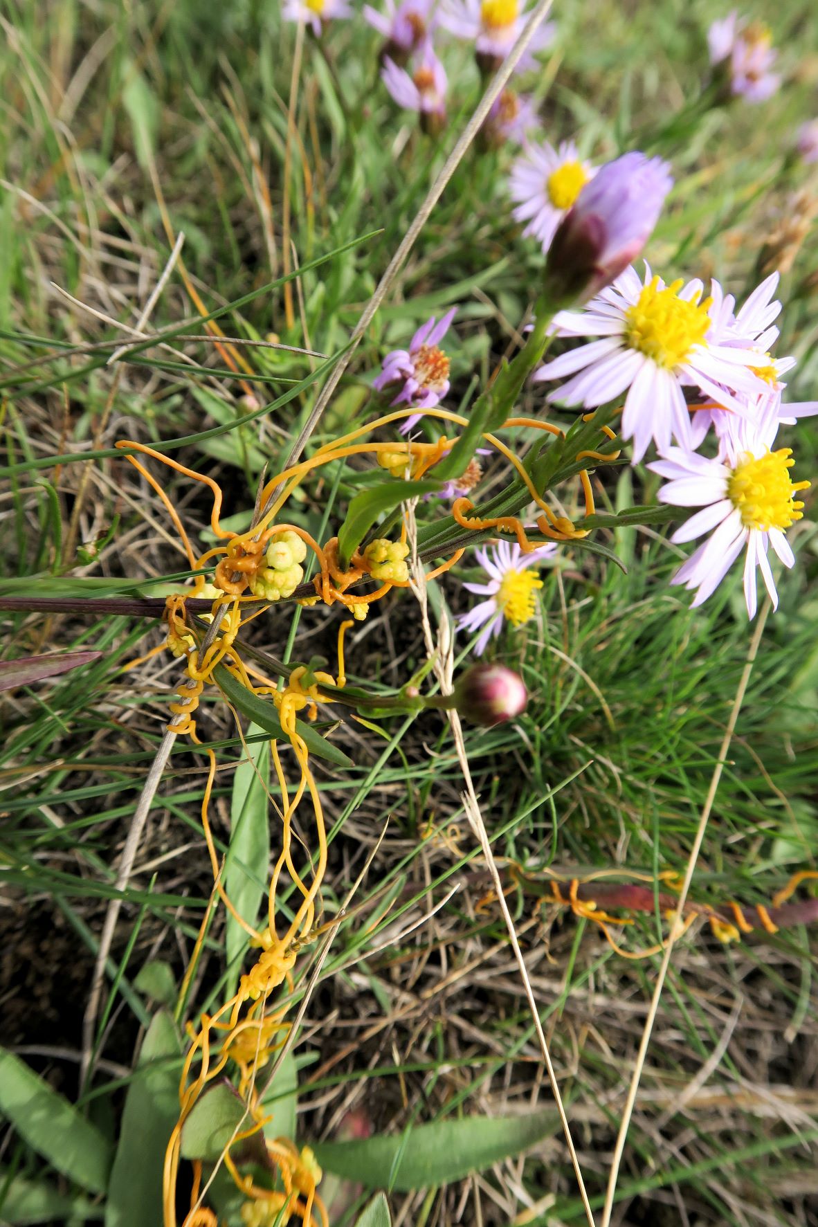 10.05 Illmitz Salzwiesen Cuscuta campestris) Nordamerika)-Teufelszwirn (=-Seide) an Tripolium, Illmitz Salzwiesen n. Zicklacke 05.10.2022  (6).JPG