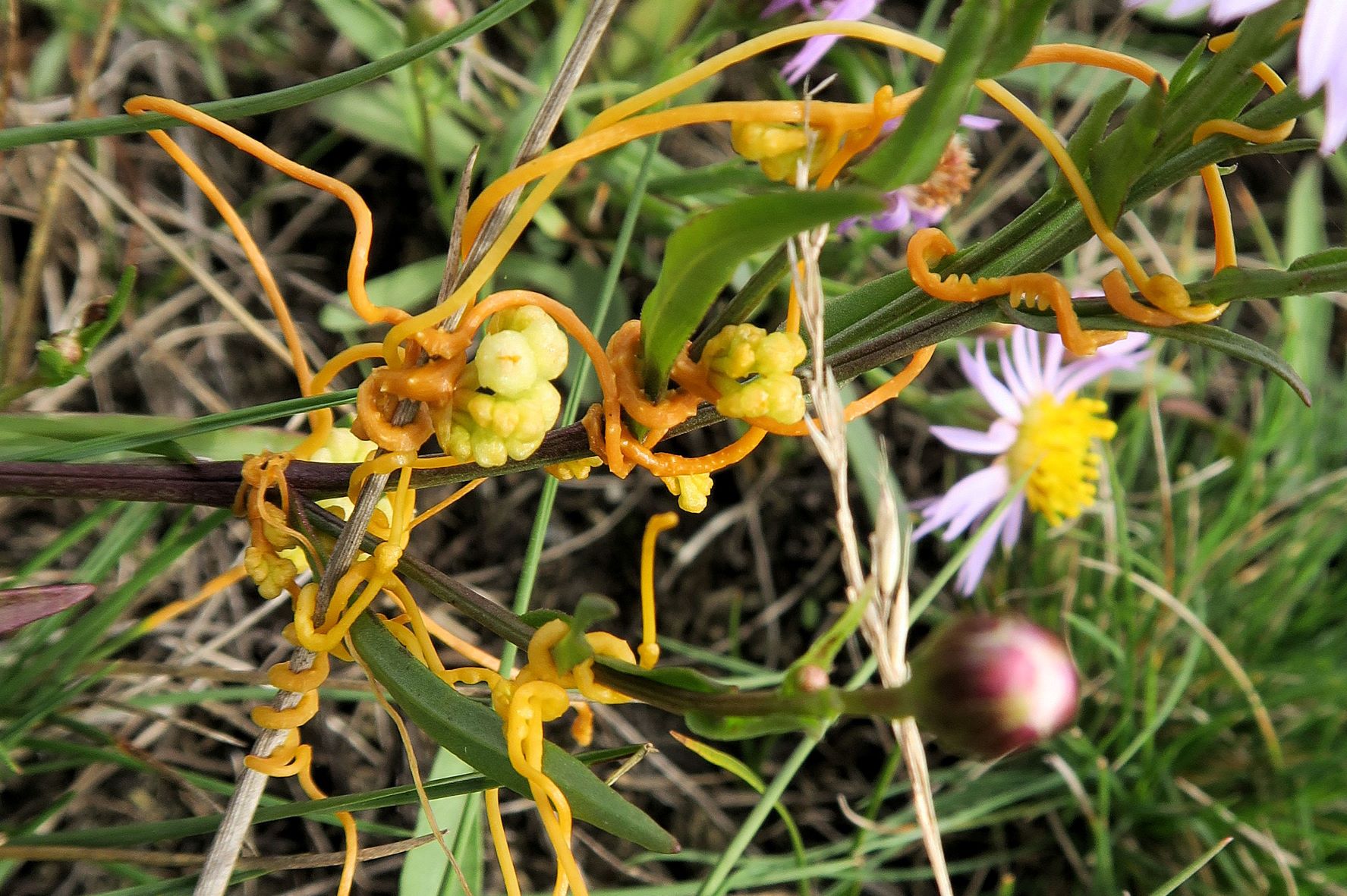 10.05 Illmitz Salzwiesen Cuscuta campestris) Nordamerika)-Teufelszwirn (=-Seide) an Tripolium, Illmitz Salzwiesen n. Zicklacke 05.10.2022  (5).JPG