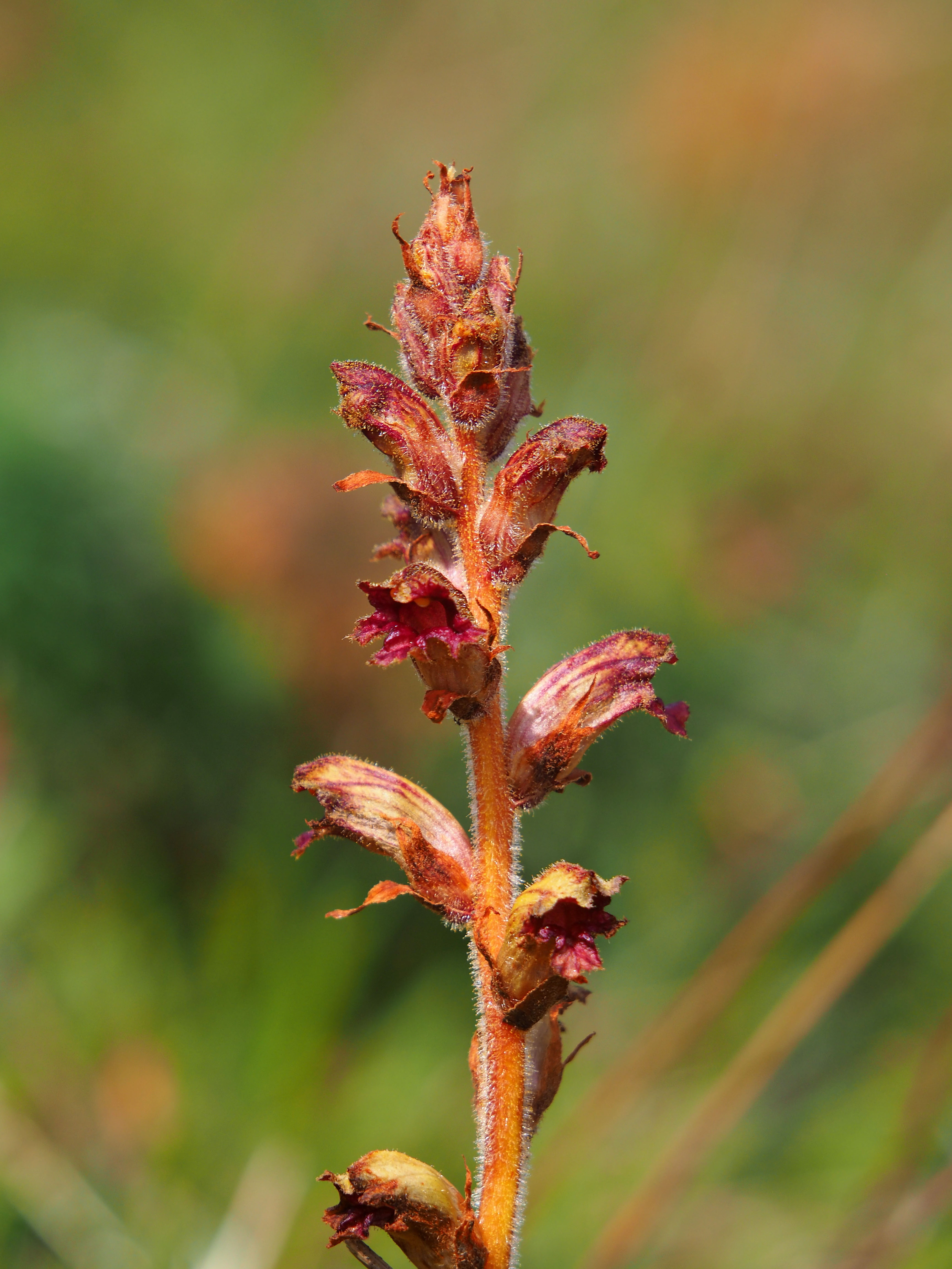 Orobanche gracilis_haneggkogel.jpg