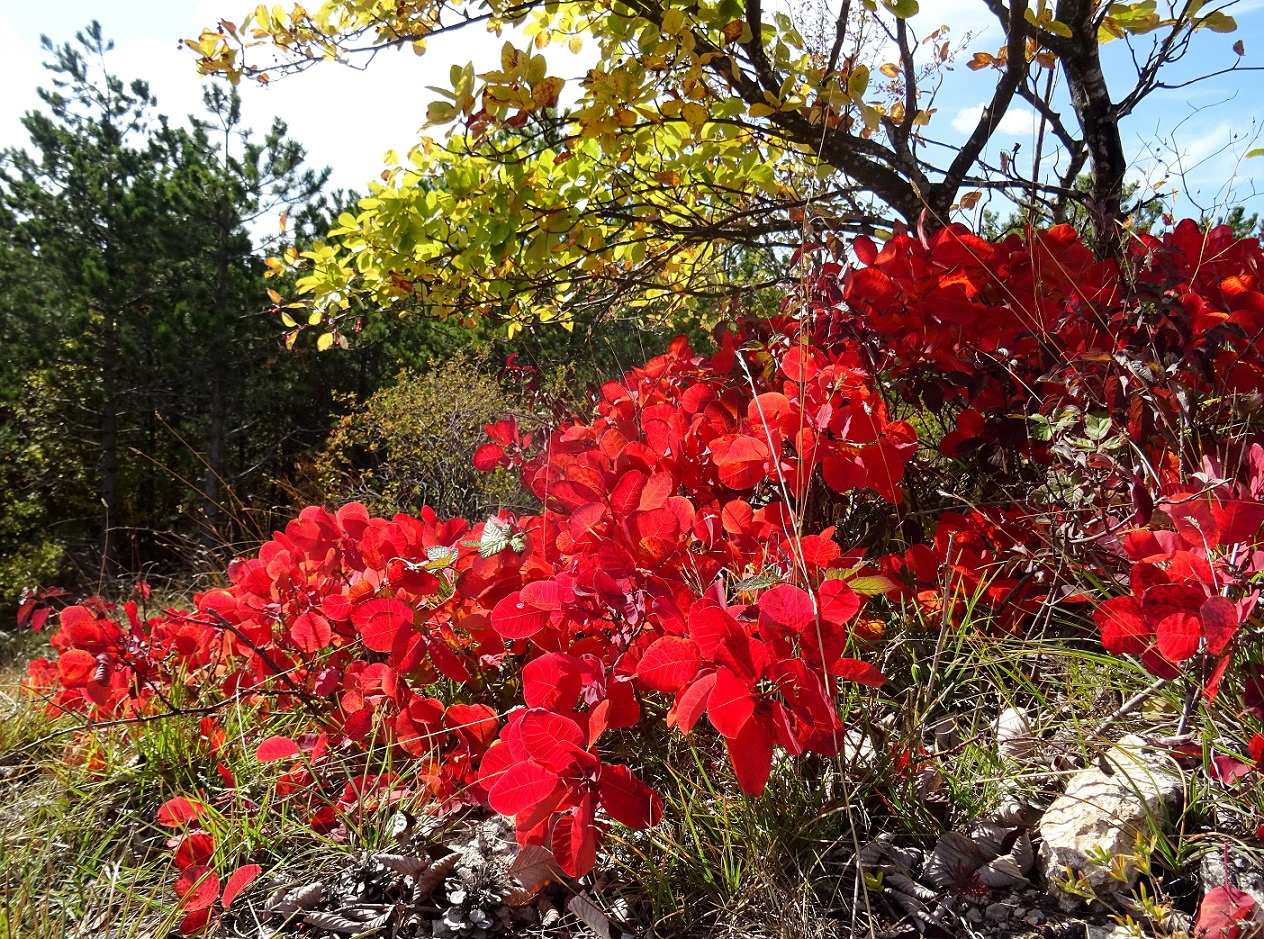 2022-10-06 Cotinus coggygria .JPG