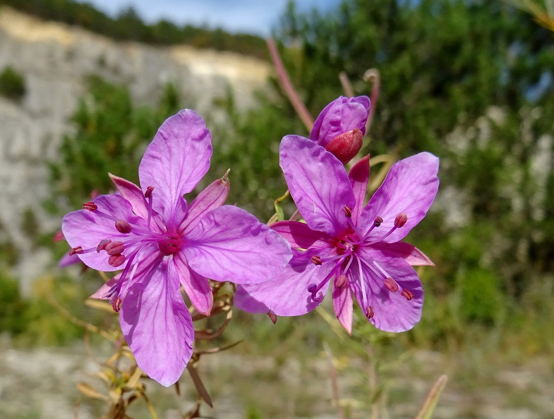 2022-10-06 Epilobium dodonaei .JPG