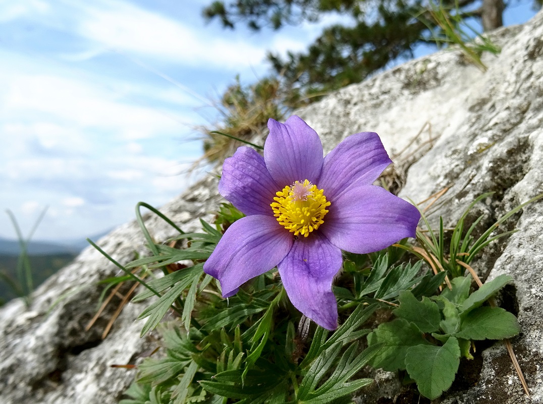 2022-10-08 Pulsatilla grandis .JPG