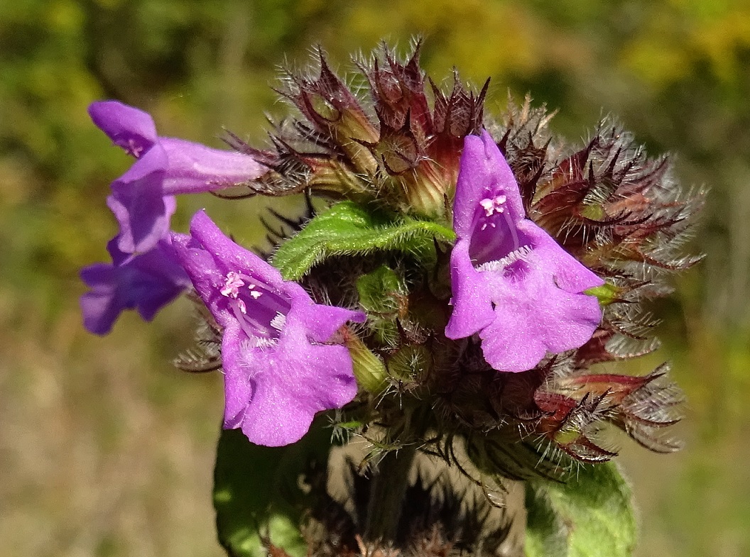 2022-10-11 Clinopodium vulgare .JPG