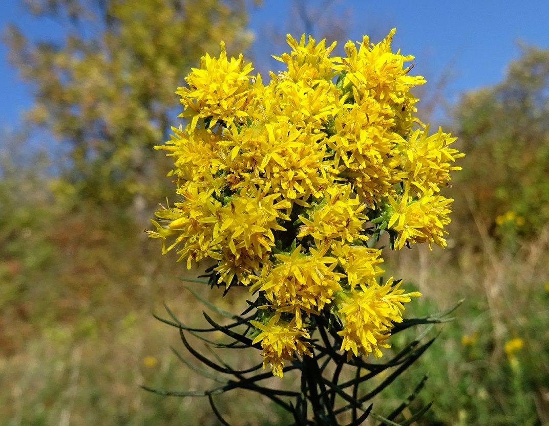 2022-10-11 Galatella linosyris .JPG