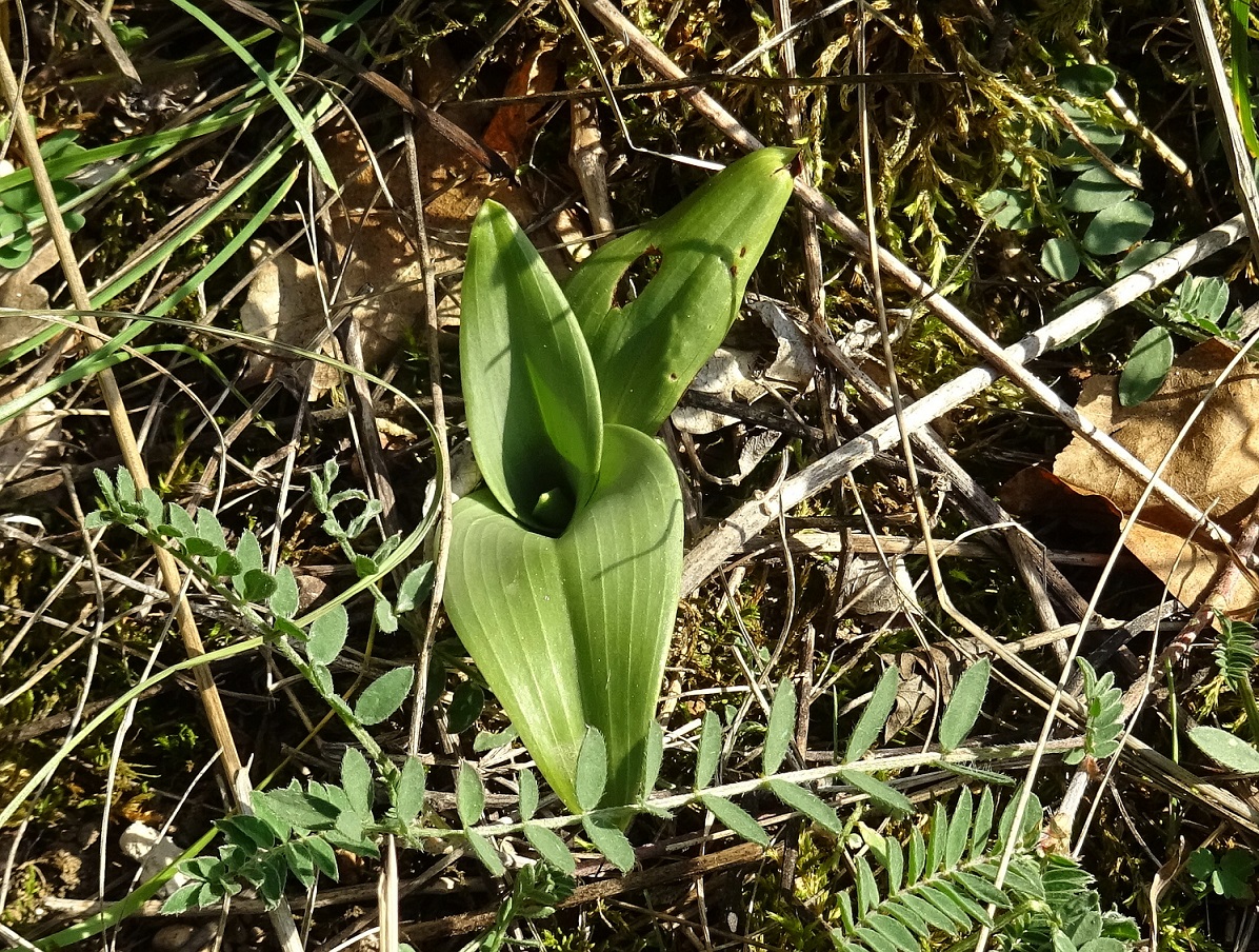 2022-10-11 Himantoglossum adriaticum .JPG