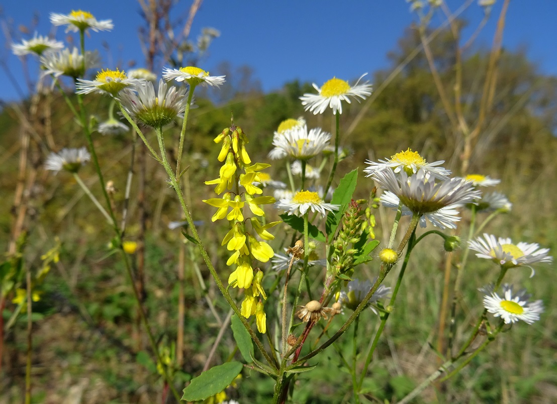 2022-10-11 Melilotus officinalis , Erigeron annuus subsp. annuus.JPG