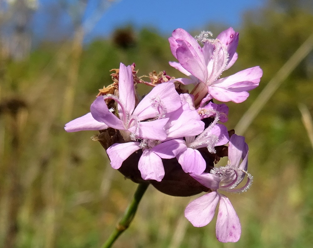 2022-10-11 Petrorhagia prolifera   .JPG