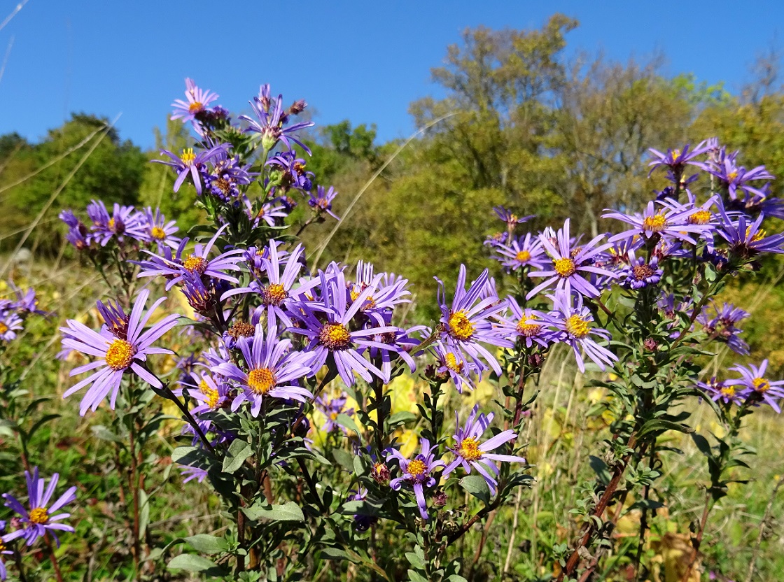 2022-10-11 Symphyotrichum novae-angliae .JPG