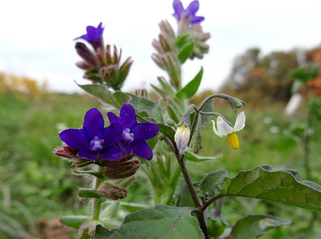 2022-10-12 Anchusa officinalis.JPG