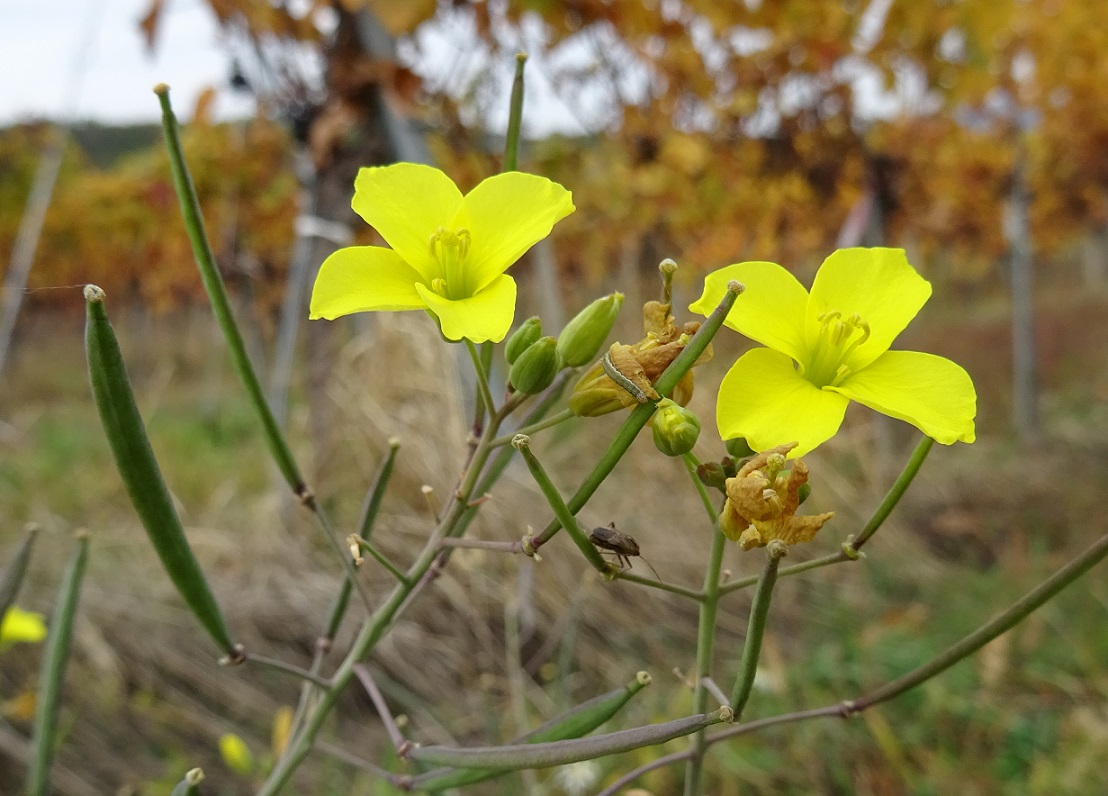 2022-10-12 Diplotaxis tenuifolia .JPG