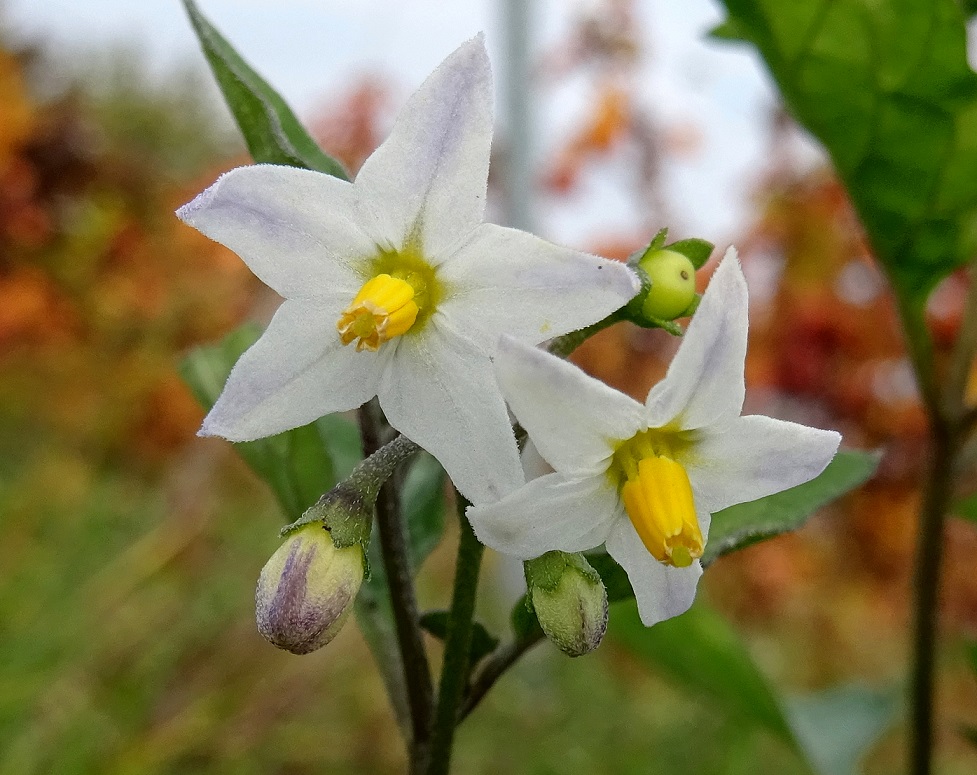 2022-10-12 Solanum nigrum subsp. nigrum .JPG