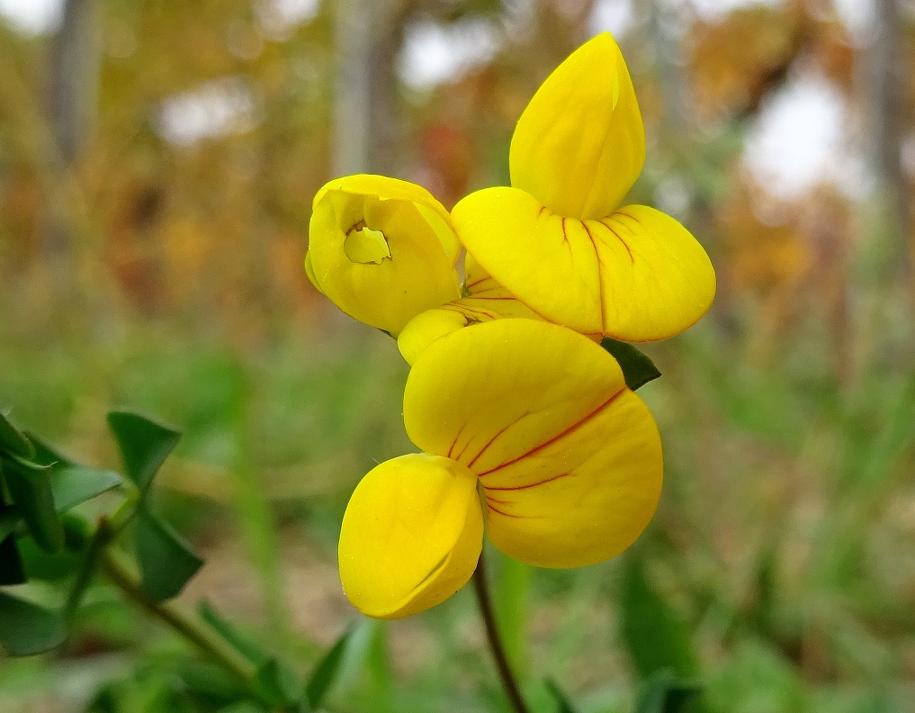 2022-10-13  Lotus corniculatus .JPG