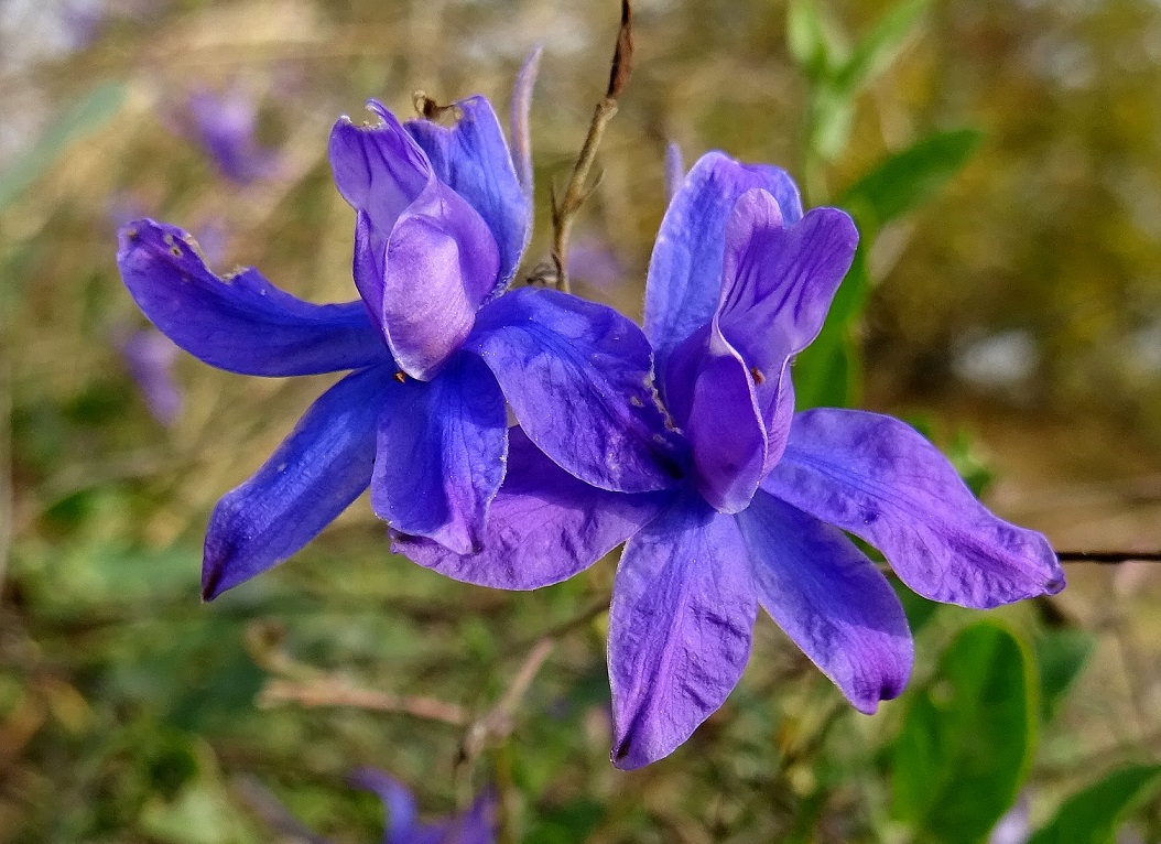 2022-10-13 Consolida regalis subsp. paniculata.JPG