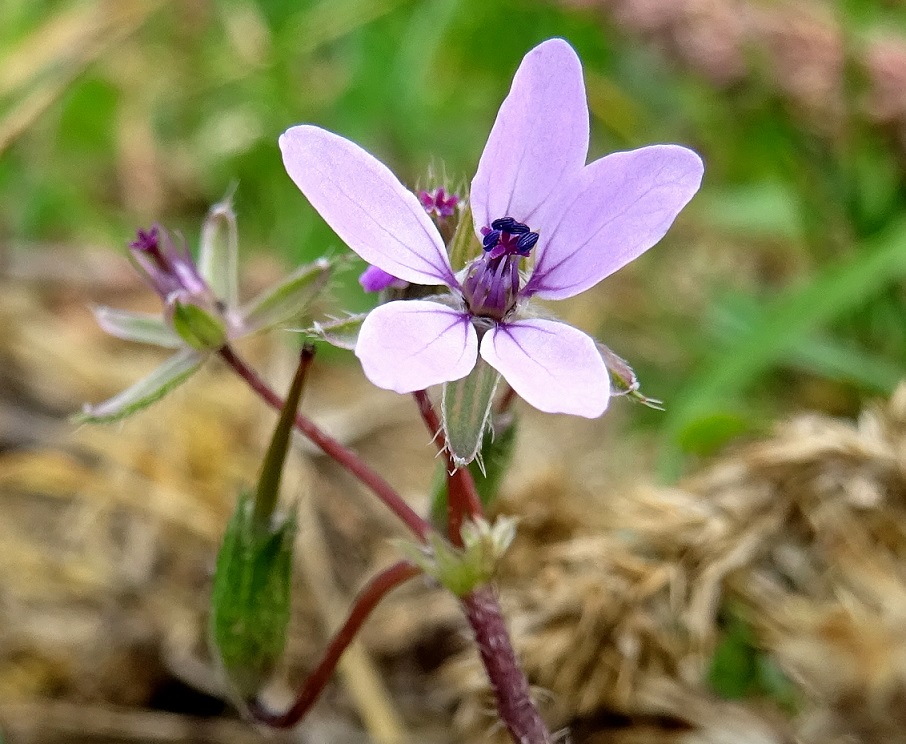 2022-10-13 Erodium cicutarium .JPG