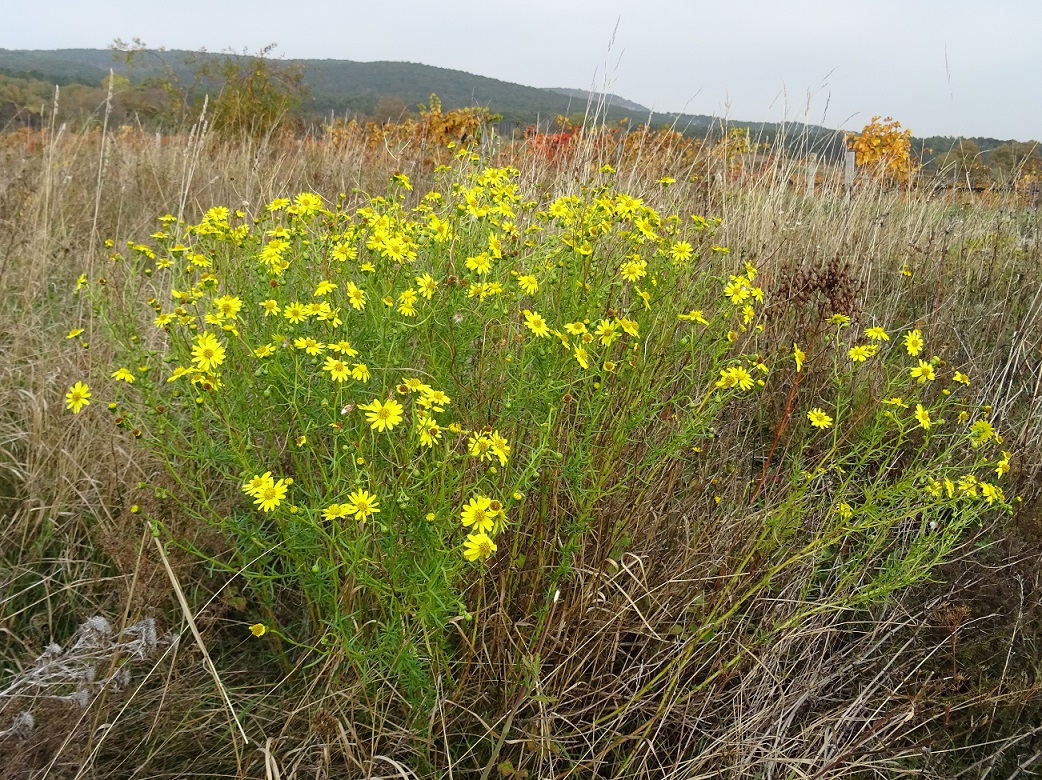 2022-10-13 Senecio inaequidens .JPG