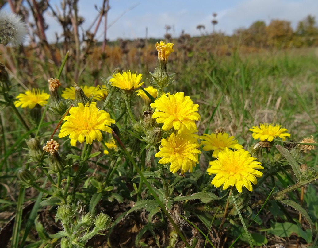 2022-10-13 Senecio vernalis .JPG