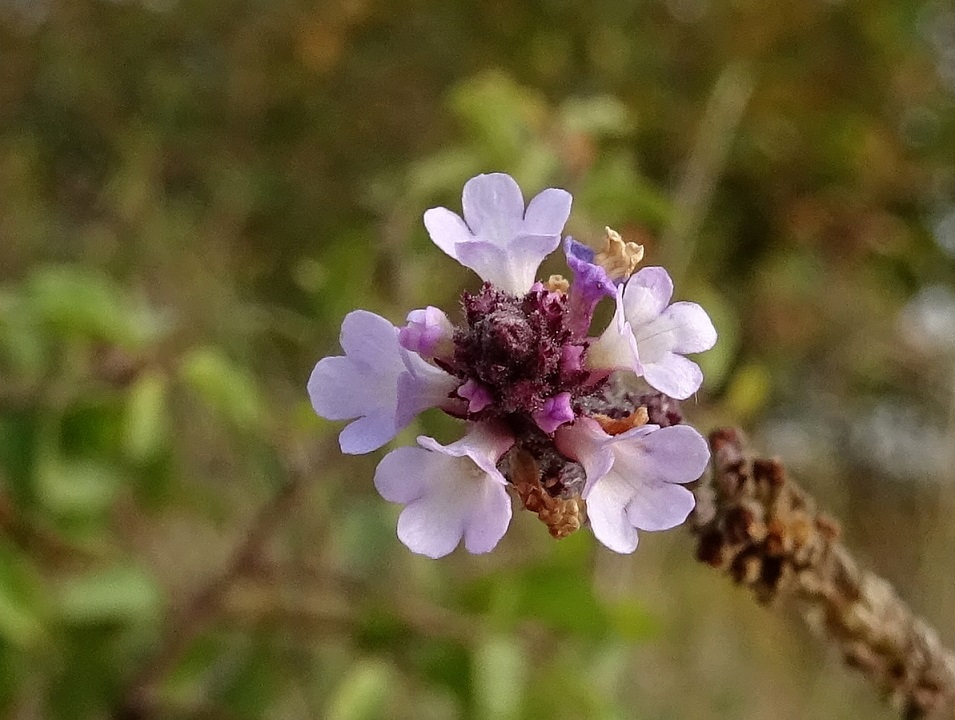 2022-10-13 Verbena officinalis .JPG