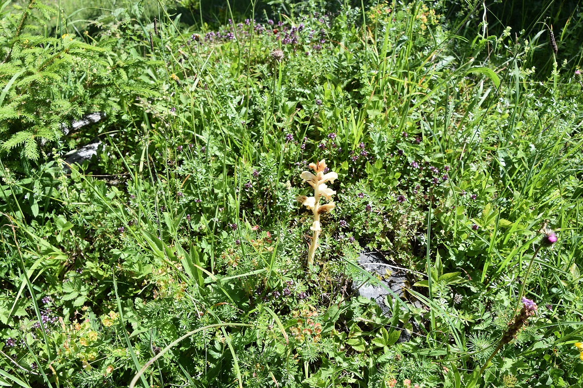 Rainstock - 27062022 - (87) - Gföhleralm.JPG