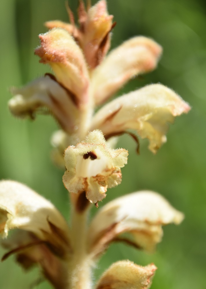 Rainstock - 27062022 - (89) - Gföhleralm - Orobanche lutea - Gelbe Sommerwurz.JPG