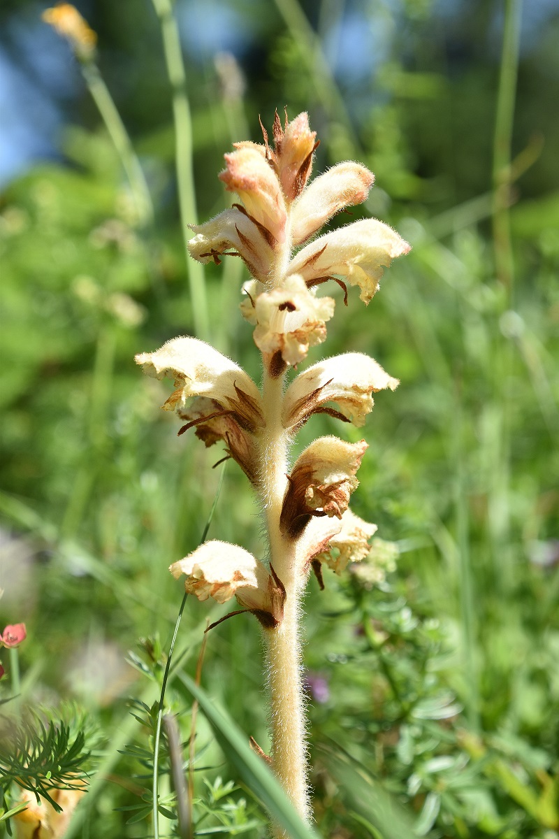 Rainstock - 27062022 - (90) - Gföhleralm - Orobanche lutea - Gelbe Sommerwurz.JPG