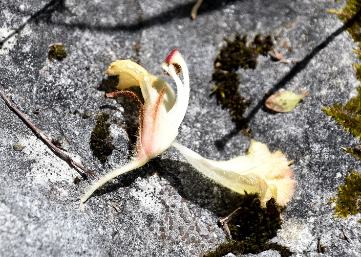 Rainstock - 27062022 - (91) - Gföhleralm - Orobanche lutea - Gelbe Sommerwurz.JPG