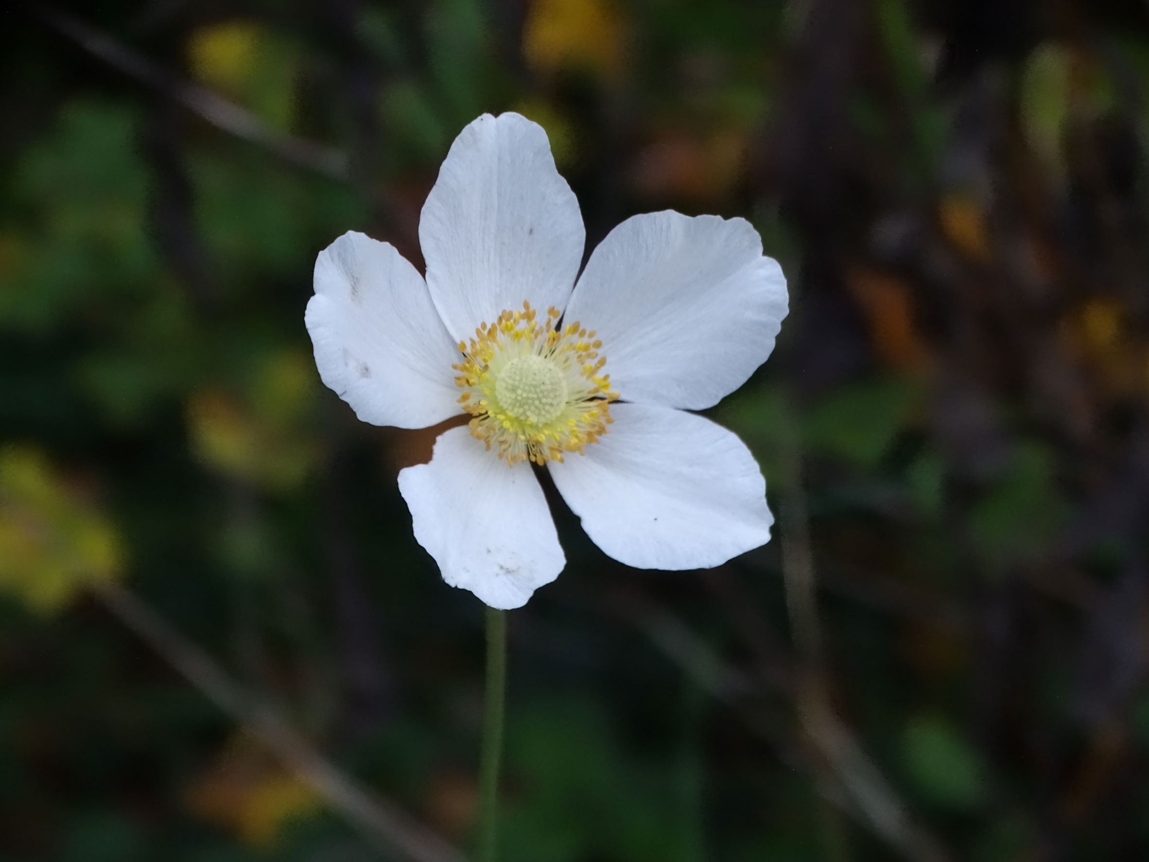 DSC07590 phäno, anemone sylvestris, hainburg, braunsbergausläufer, 2022-10-27.JPG