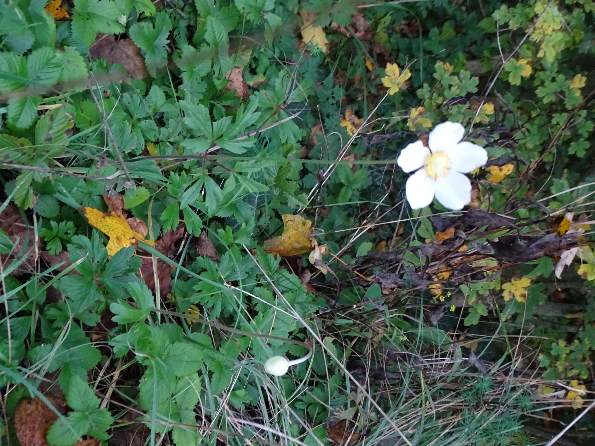 DSC07589 phäno, anemone sylvestris, hainburg, braunsbergausläufer, 2022-10-27.JPG