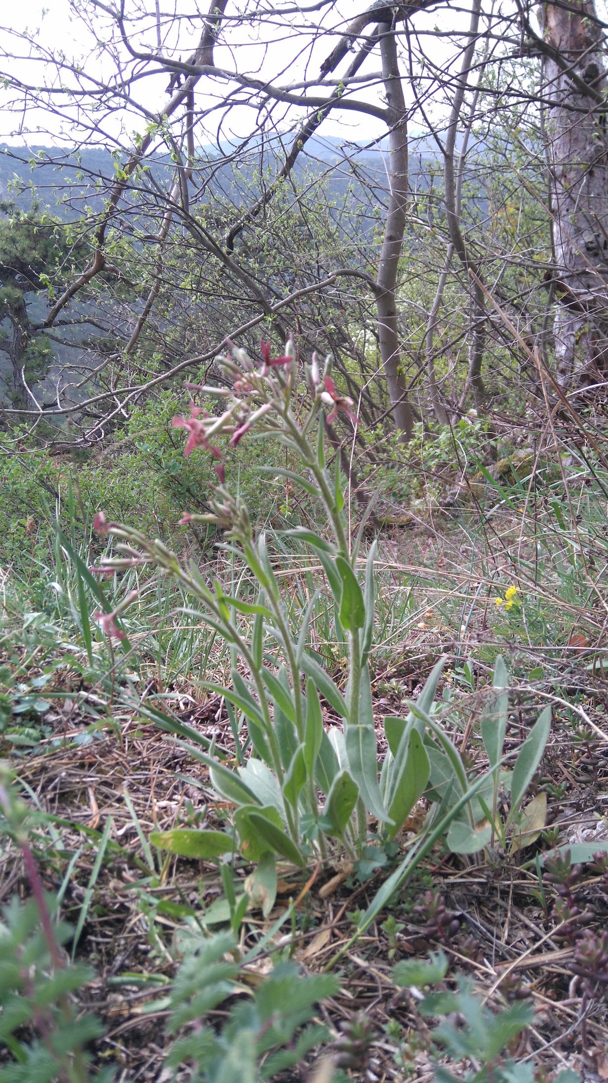 hesperis tristis_7981.JPG