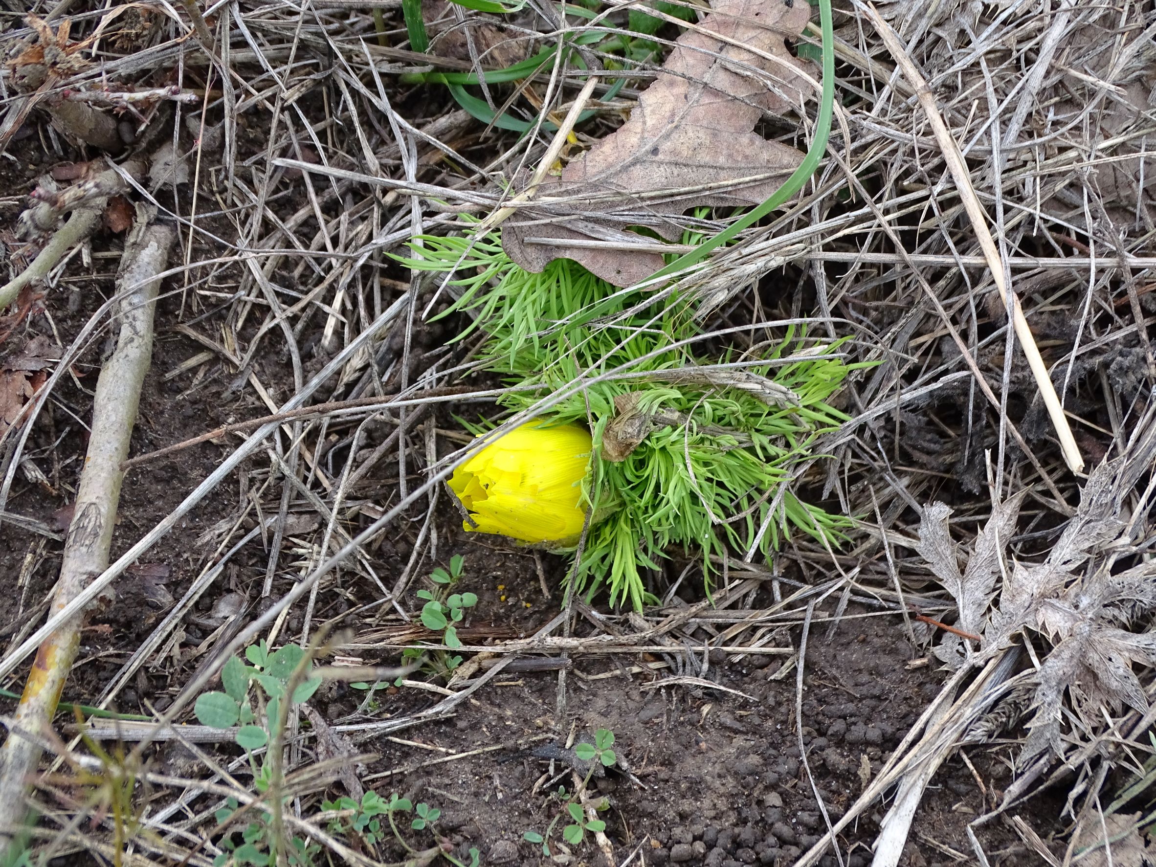 DSC07689 adonis vernalis, spitzerberg, 20221105.JPG