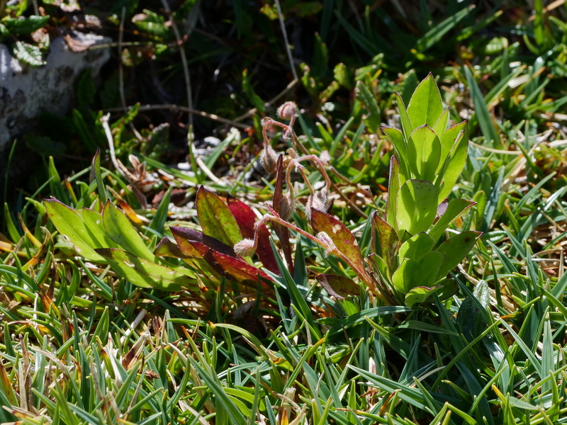 P1017786.JPG